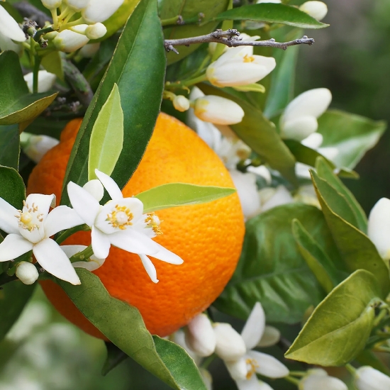 Imagine Sapun Lichid - KABINETT - 500 ml - Portocale si Aloe Vera