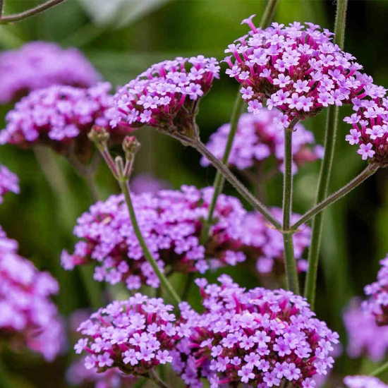 Imagine Sapun Lichid - KABINETT - 500 ml - Verbina si Aloe Vera 